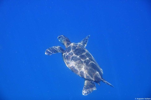 Tortue dans les eaux cristallines de l'archipel d'Hawaï