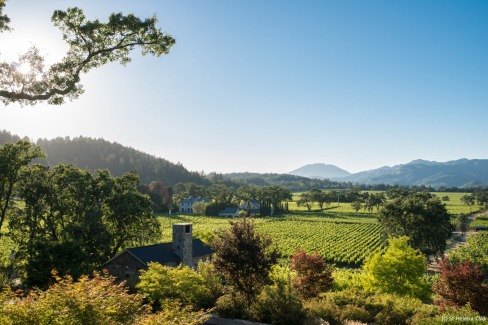 4 - Trinchero vineyard view (credit St Helena CVB)