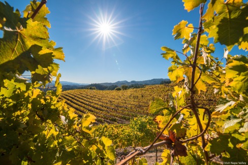 8 - Fall Vineyards (credit Visit Napa Valley)
