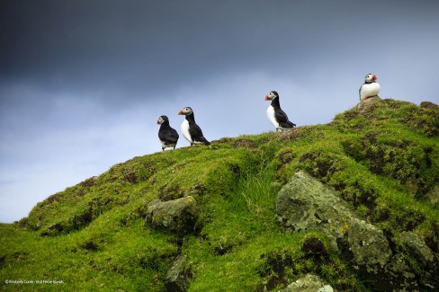 Puffins looking out towards the Atlantic Ocean, located on the picturesque island of Mykines.