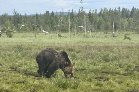 Les ours sortent d'hibernation en Laponie sous le soleil de minuit en Finlande