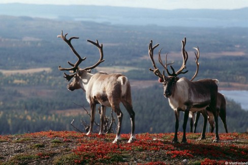 Rennes dans les paysages de Laponie finlandaise