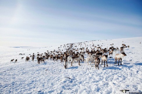 Troupeau de rennes en liberté en Laponie finlandaise en hiver