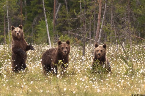 Observation des ours en Finlande