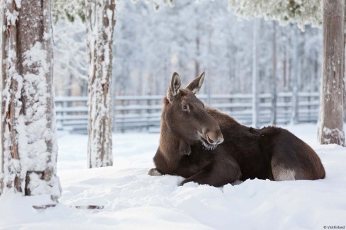 visitfinland_Ranua-Wildlife-Park-Zoo-winter-moose-web