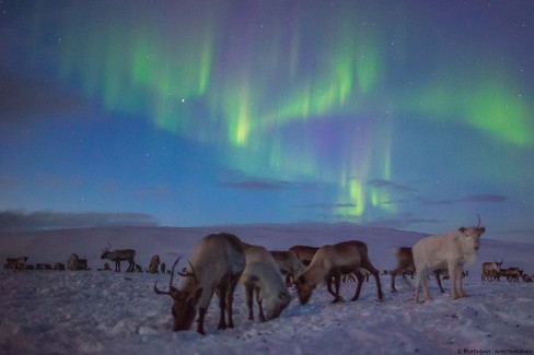 visitfinland_kilpisjarvi_aurora-reindeer_antti-pietikainen-web