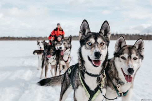 Laplandsafaris_faire-du-traineau-a-chiens-en-famille-en-laponie_Finlande-web