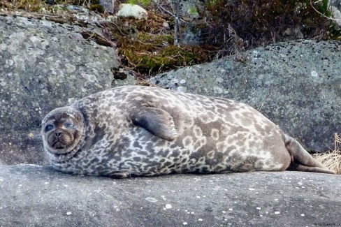 VisitSavonlinna_Finland-saimaa-ringed-seal-trips-web