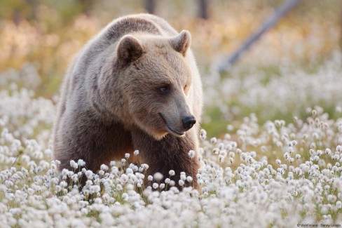 Visitfinland-Danny-Laredo_observation-des-ours-brun_carelie_finlande-web