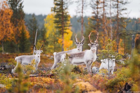 VisitfinlandFinland_Lapland_Pallas-Yllastunturi_autumn_reindeers_highres_byJuliaKivela__MG_6001-web