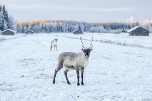 Visitfinland_-vastavalo_observation-des-rennes-en-laponie-finlandaise-en-hiver-web