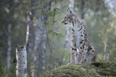 Visitfinland_Matthieu-Ever_observation-lynx-en-finlande-web