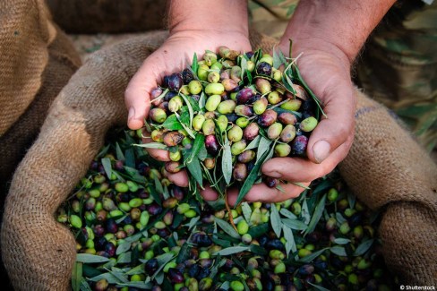 Récolte des olives en Grèce