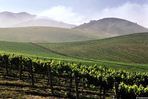 Vignes de Macédoine en Grèce