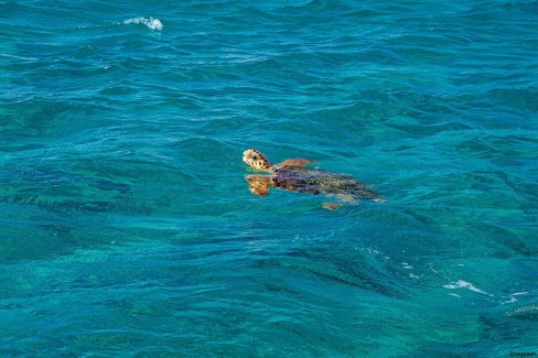 Nager avec les tortues à Céphalonie