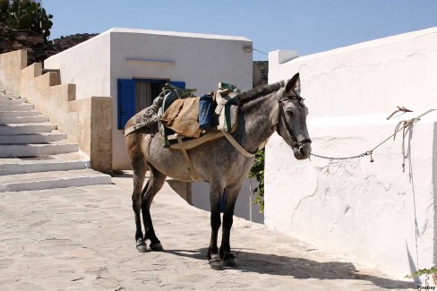 Se balader à dos d'âne à Santorin