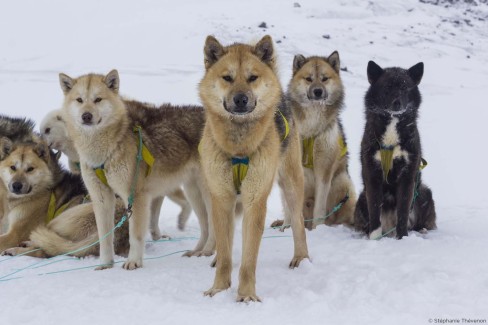 Départ pour une excursion en traîneau à chiens à Illulissat au Groenland