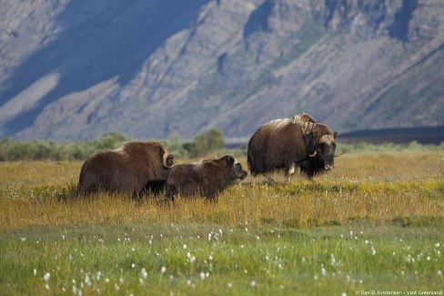 Boeufs musqués dans la toundra arctique près de Kangerlussuaq au Groenland