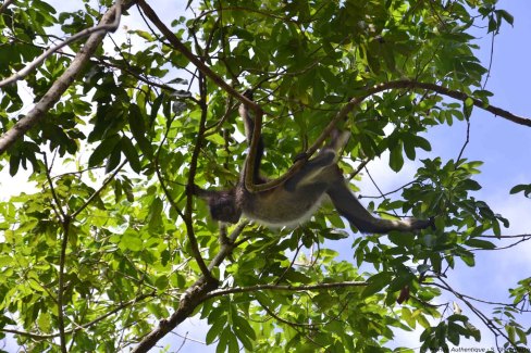 Faune-Peten-SG-2-web