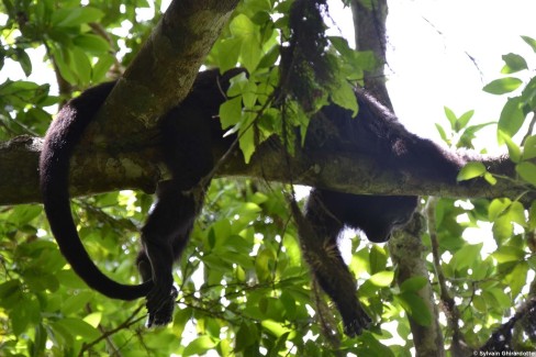 Rencontre avec la faune dans la jungle à Tikal