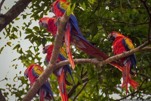 Observation des oiseaux au Guatemala