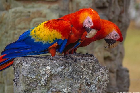 Spectaculaire avifaune près des sites archéologiques mayas en Amérique centrale
