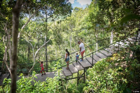 Randonnée dans les forêts des terres intérieures sur l'île Maurice