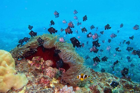 Richesse des fonds marins mauriciens