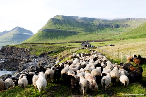 Iles Féroé : plus de moutons que d'habitants
