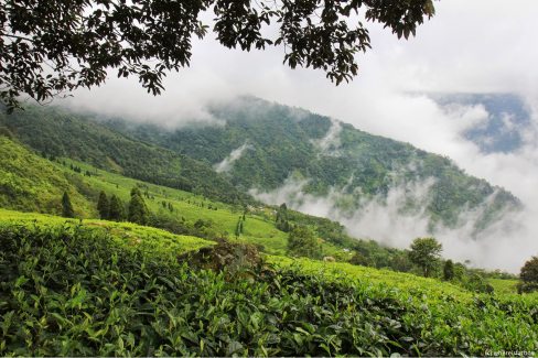 Plantations-de-the-pres-de-Darjeeling-Bengale