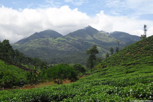 12-Collines-de-Wayanad-dans-les-Ghats-web