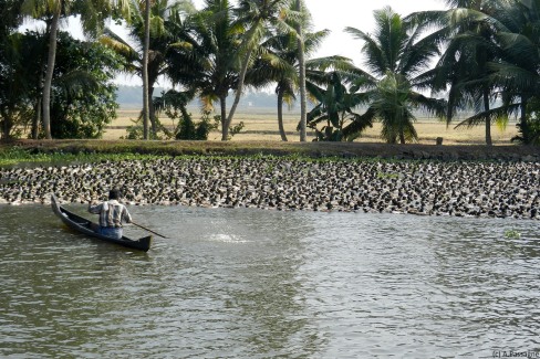 Canards dans les backwaters