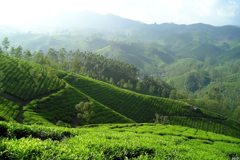 Plantation de thé dans les Ghats