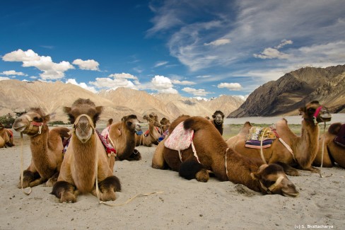 Vallee-de-la-Nubra