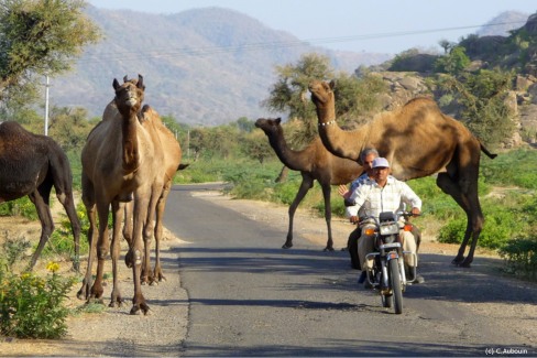 Dromadaires-sur-une-route-du-Rajasthan