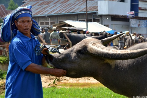 Le buffle au centre des activités agricoles en Indonésie