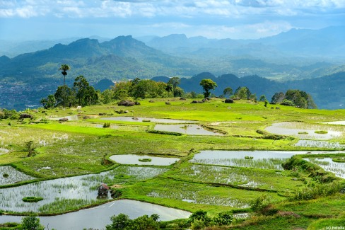 Les rizières de Tana Toraja