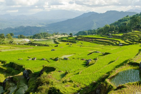 Rizière en terrasse à Tana Toraja