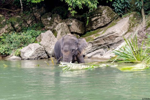 Sumatran elephants in Tangkahan Sumatra Indonesia