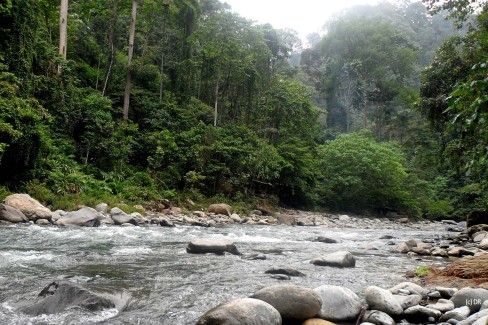 Tropical-Rain-Forest-of-Sumatra-web