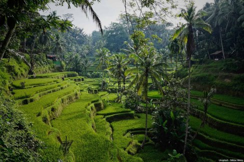 Niklas-weiss-unsplash-Rizieres-de-Tegallalang-sur-lile-de-Bali-web