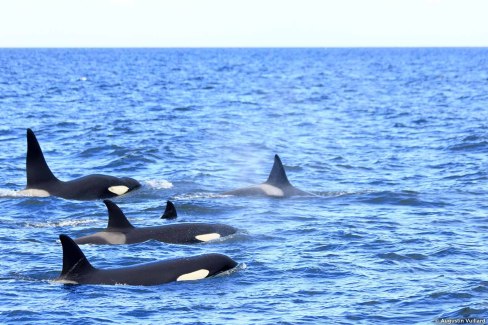 Monde-Authentique-Decouvrir-les-joyaux-de-l-ouest-islandais-IMG_3521-Augustin-Vuillard