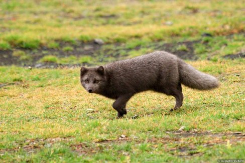 Monde-Authentique-Decouvrir-les-joyaux-de-l-ouest-islandais-IMG_9347-Augustin-Vuillard