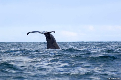 Excursions en mer pour observer les baleines en Islande