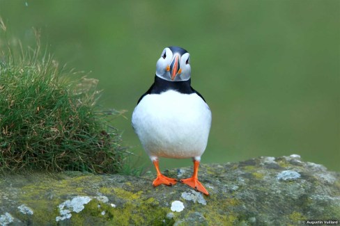 Macareux curieux, l'observateur observé en Islande