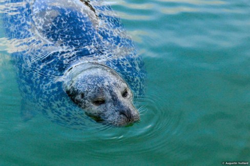 Observer les phoques dans les eaux islandaises