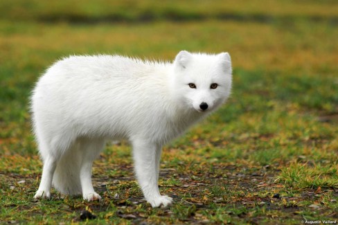 Le renard arctique, l'un des rares animaux endémiques d'Islande