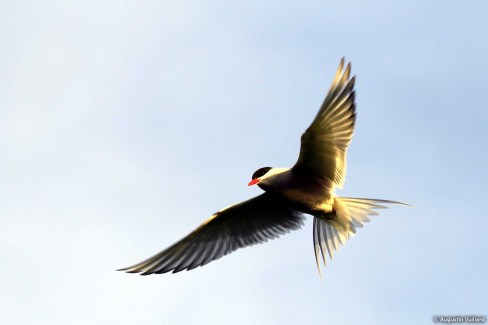 Sterne arctique en plein vol dans le ciel islandais