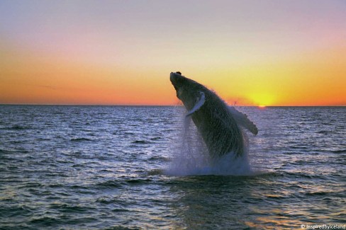 Saut d'une baleine à bosse au coucher du soleil, Islande