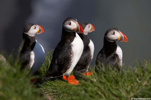 Macareux, falaise Dyrhólaey, Islande